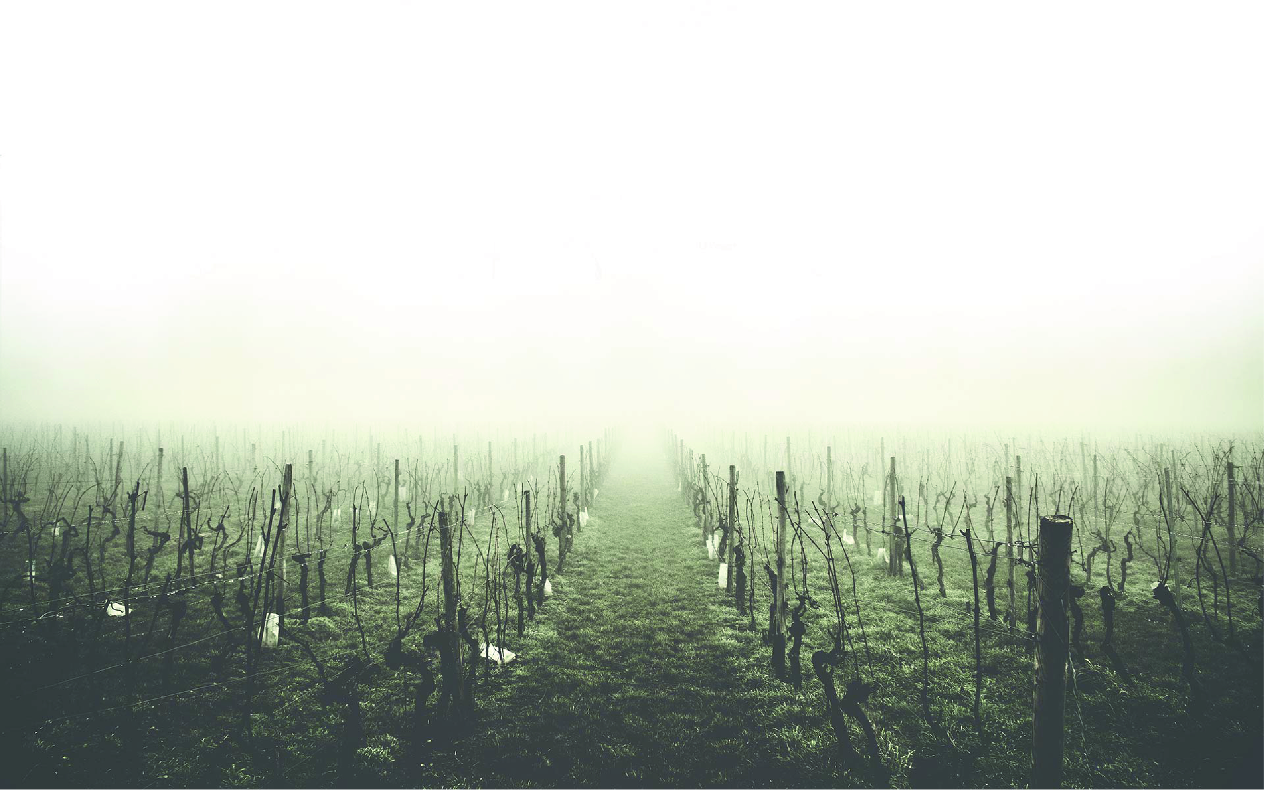 immagine vigneti